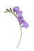 Freesia - Individual floral stem