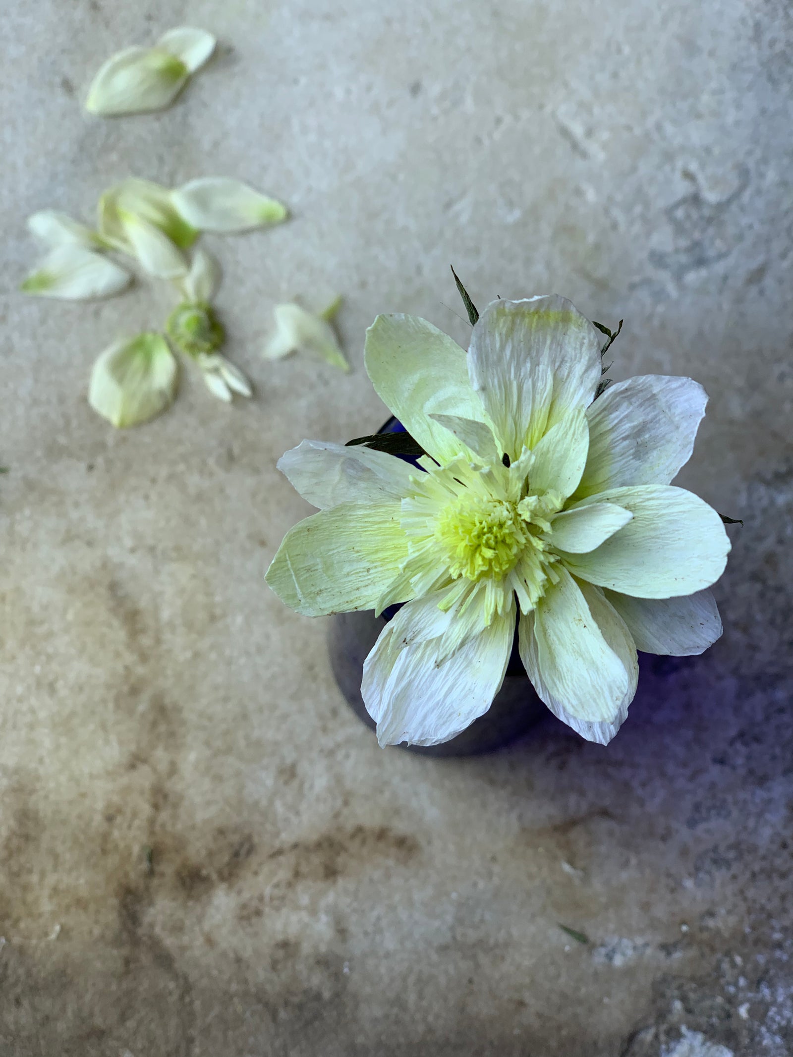 DIY Tutorial - Crepe Paper Anemone by Amity Libby of Florabeane