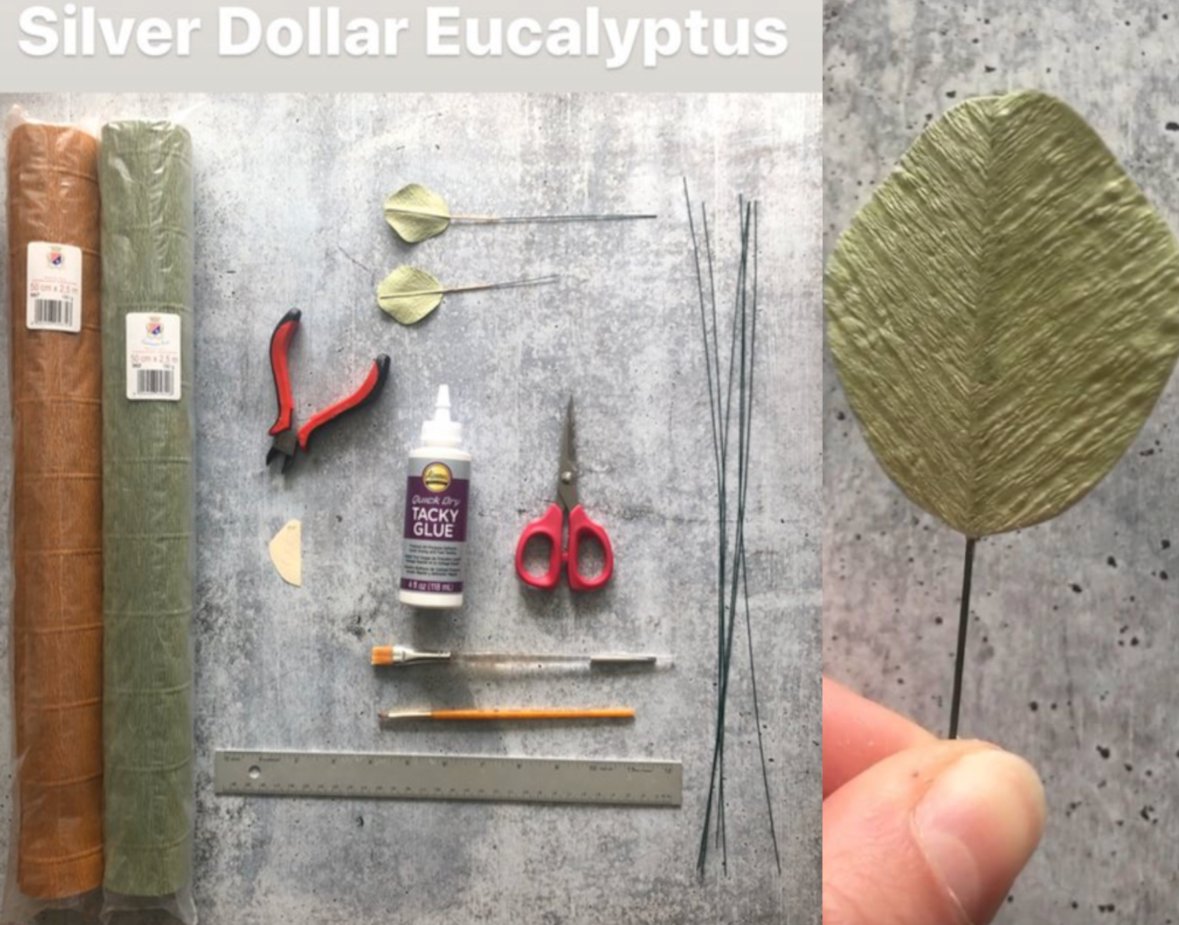 Silver Dollar Eucalyptus - Kelly Pastorek