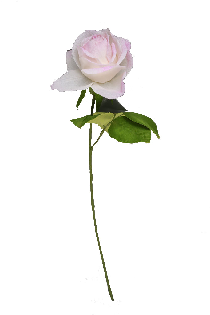 White and Pink Tea Rose