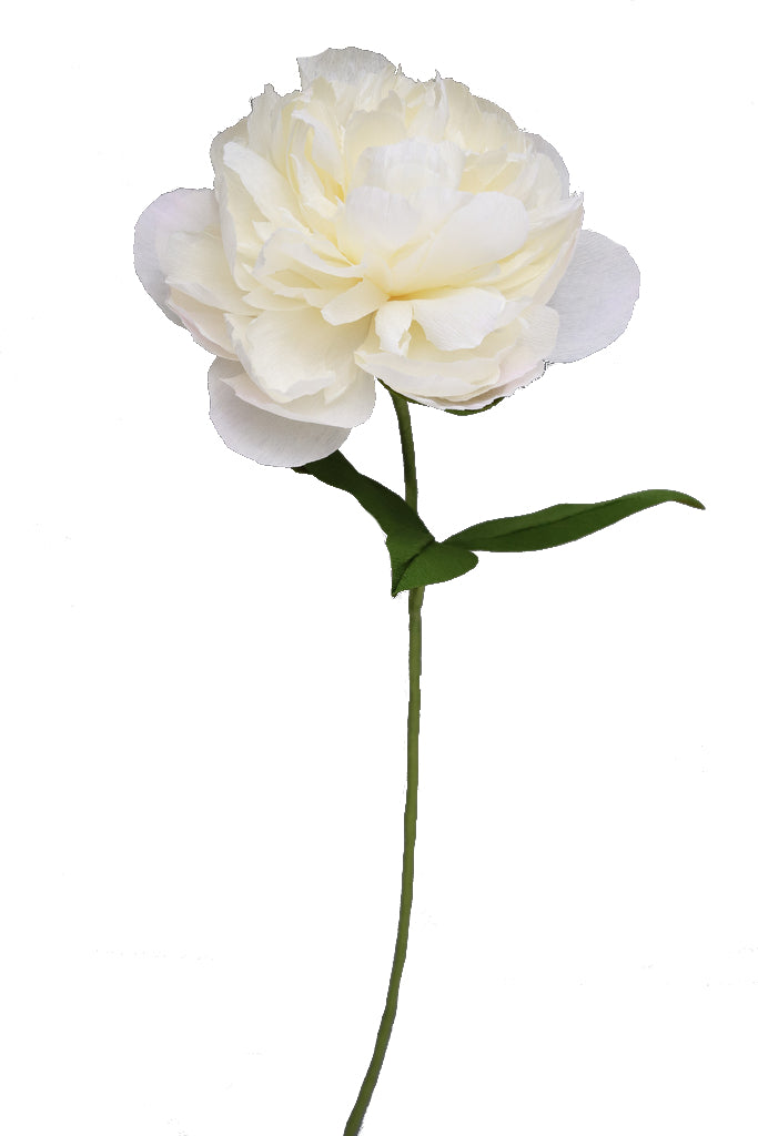 Charm Peony - Individual floral stem