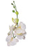 Moth Orchid - Individual floral stem