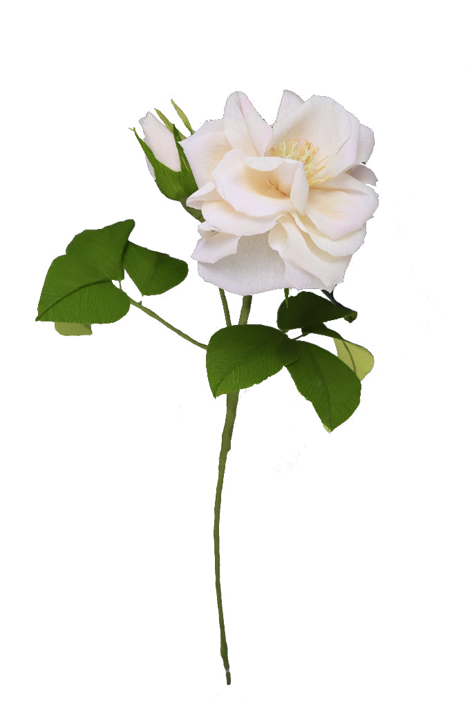 Garden Rose with bud  - Individual floral stem
