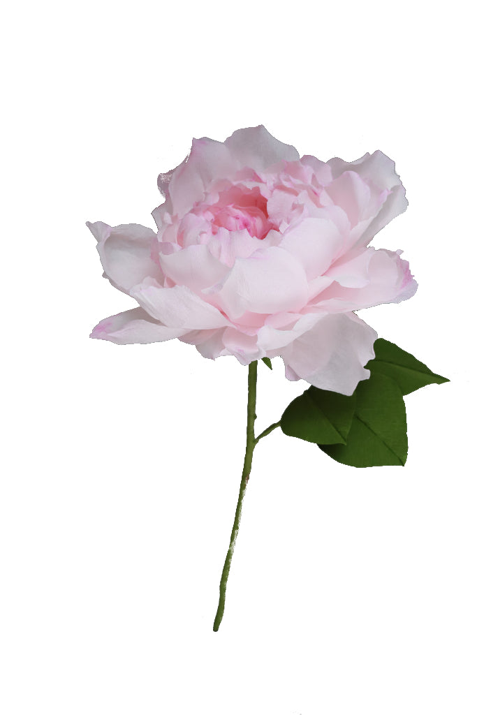 Juliet Rose - Individual floral stem