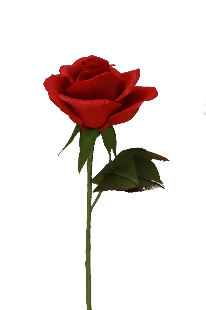 Hybrid Rose - Individual floral stem