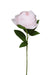 David Austin Rose - Individual floral stem
