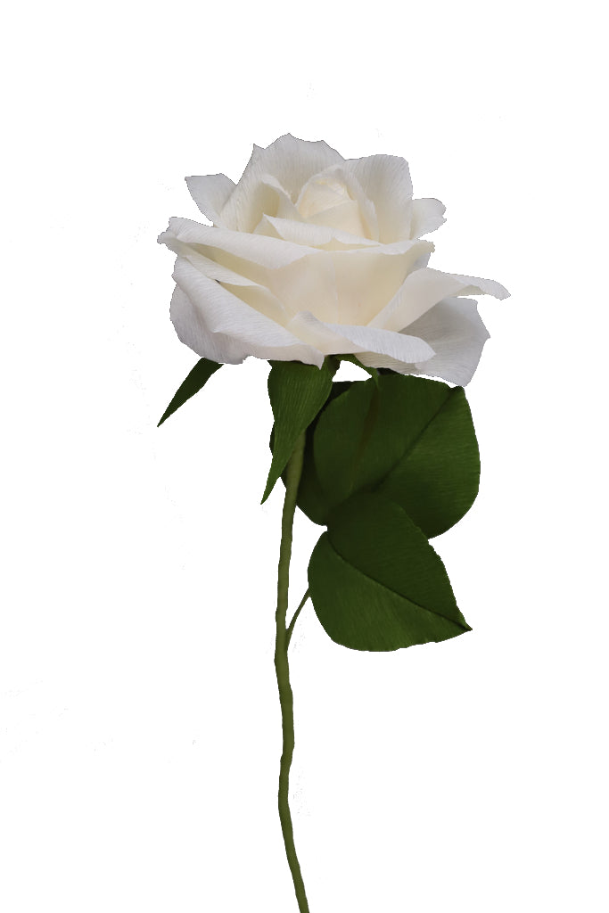 Garden Rose - Individual floral stem