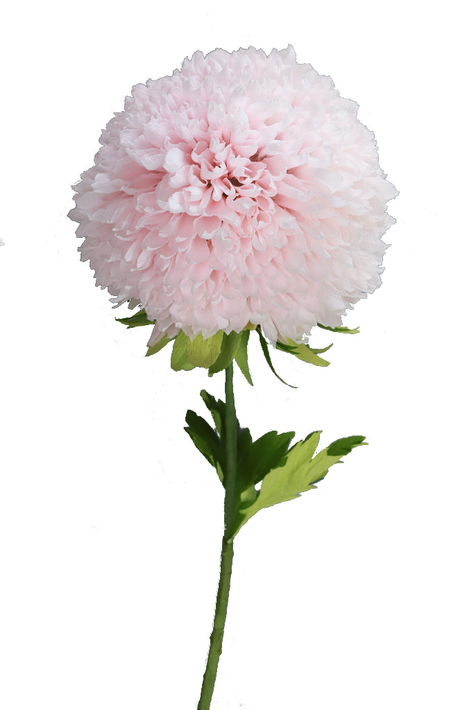 Chrysanthemum - Individual floral stem