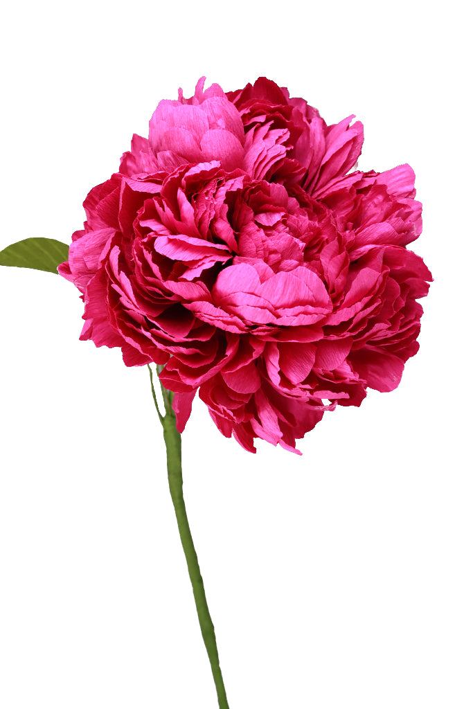 Deep Pink Dutch Peony  - Individual floral stem