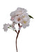 Cherry Blossoms  - Individual floral stem