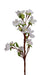 Apple Blossoms  - Individual floral stem
